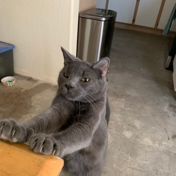 Meet your Posher, Taylor - Picture 1 of 1